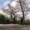 桜を見る会