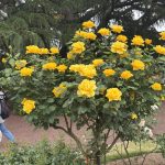 京都植物園