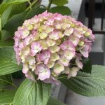 綺麗だね